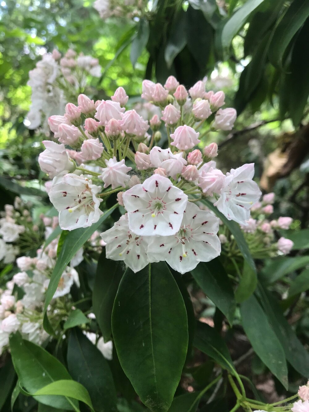 Mountain Laurel