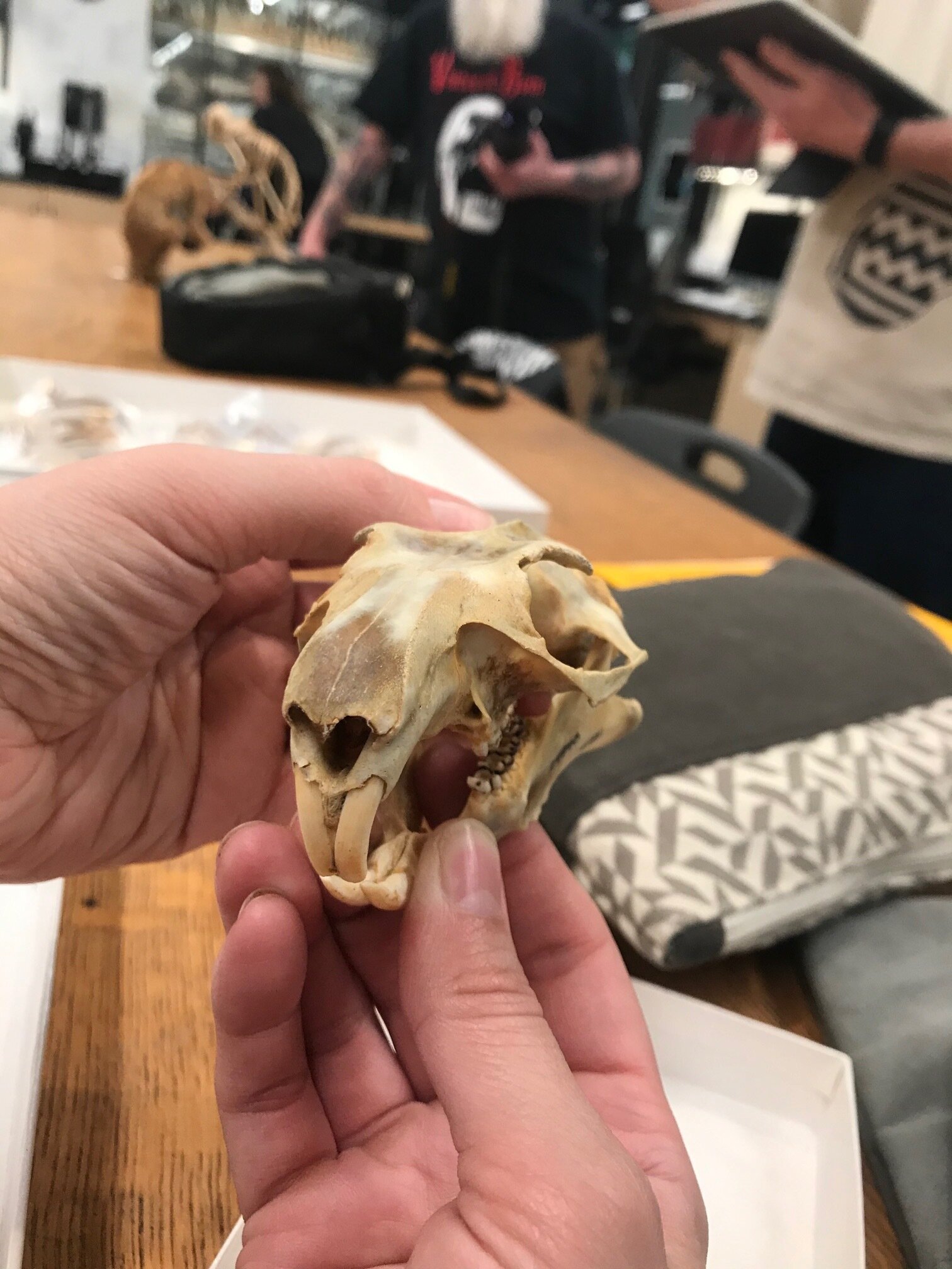 Marmot skeleton