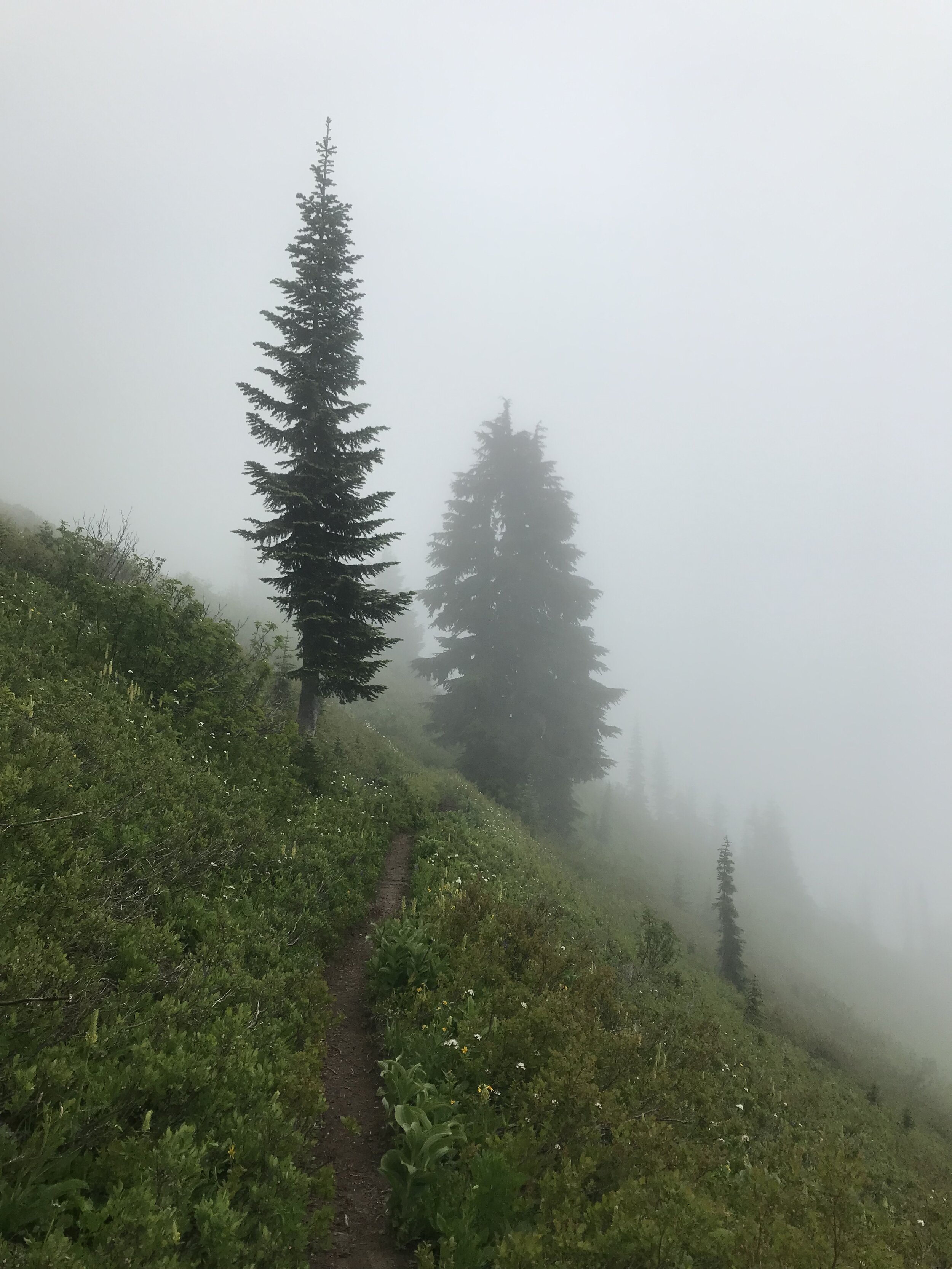Evergreen Trees in the Mist