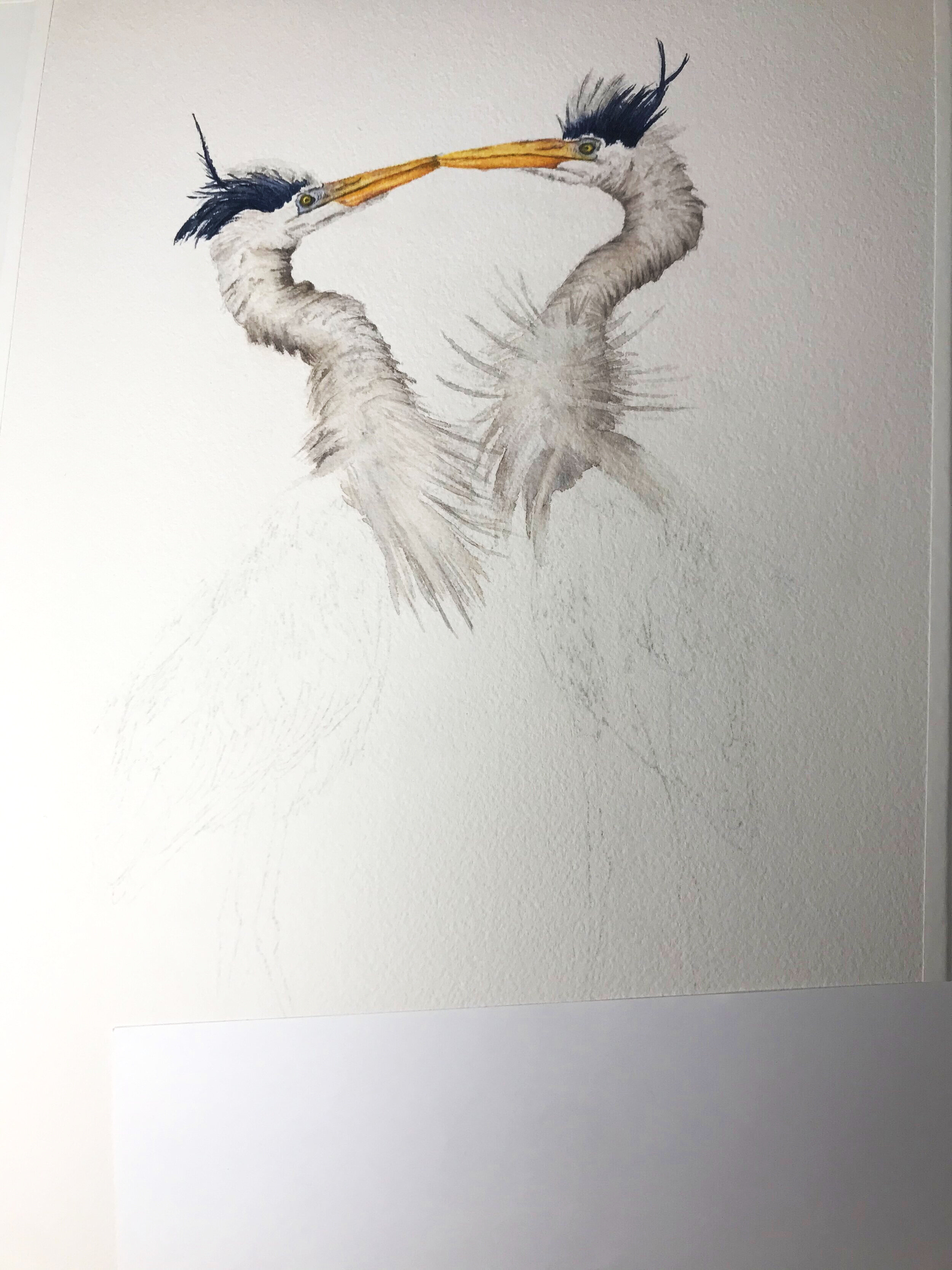 Painting Two Great Blue Herons