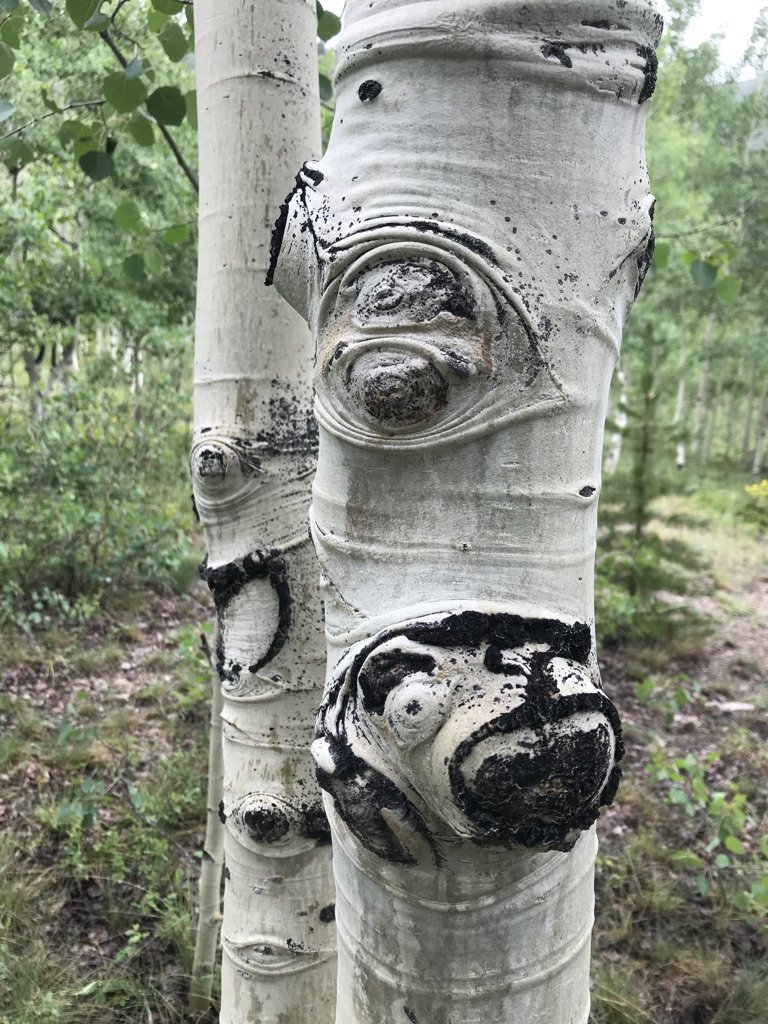 Aspen Trees