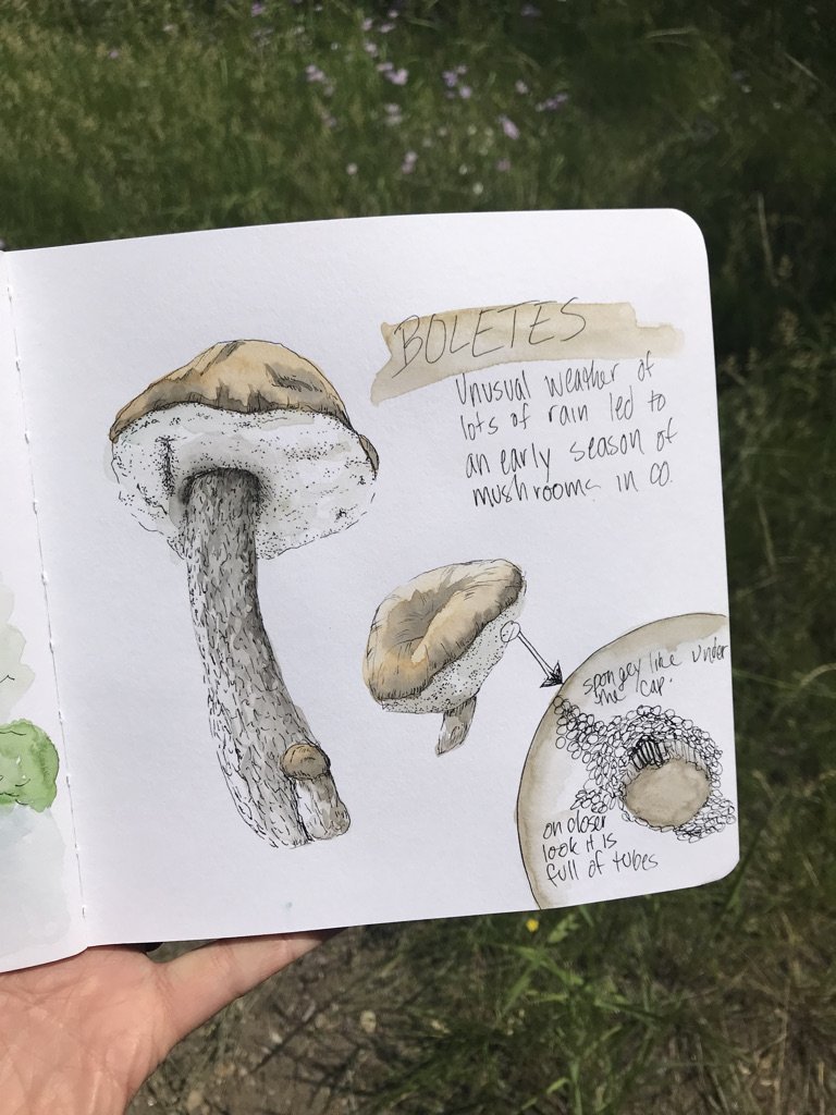 Mushroom Sketch Book