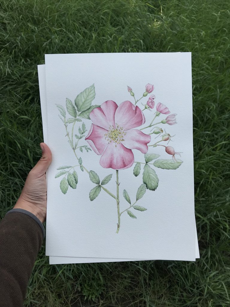 Watercolor Painting of a Nootka Rose