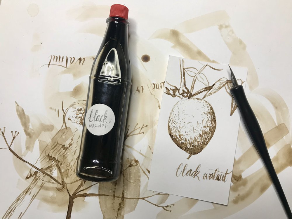 Drawing with black walnut ink