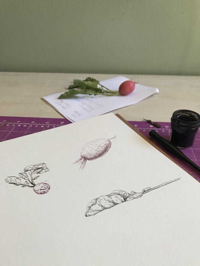 Radish Drawing