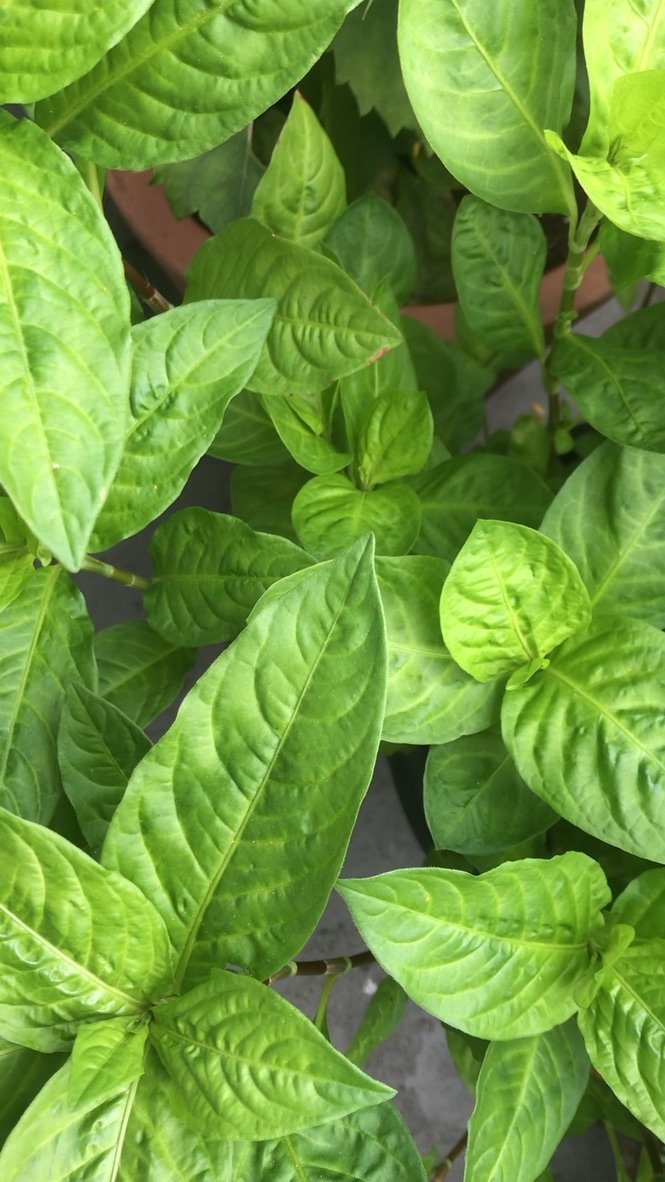 Fresh Indigo Leaves