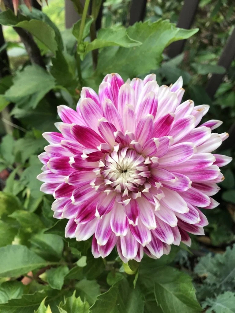 Magenta Dahlia