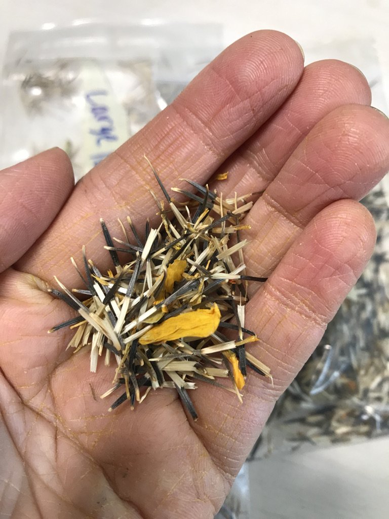 Marigold Seeds