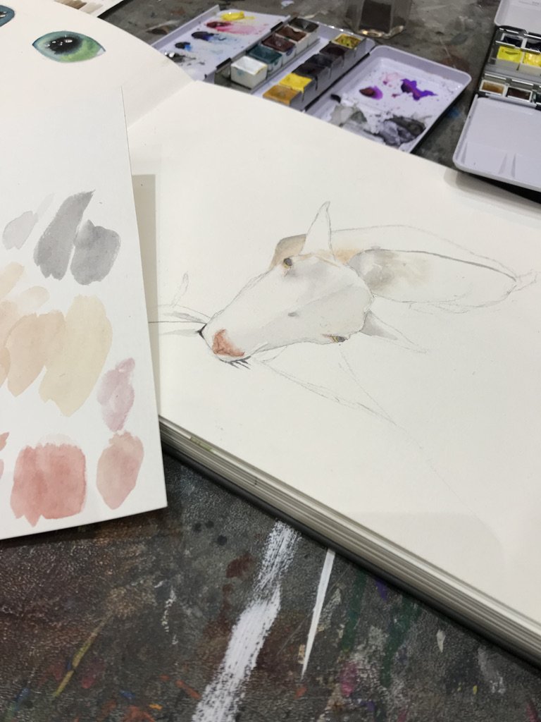 Watercolor of a goat