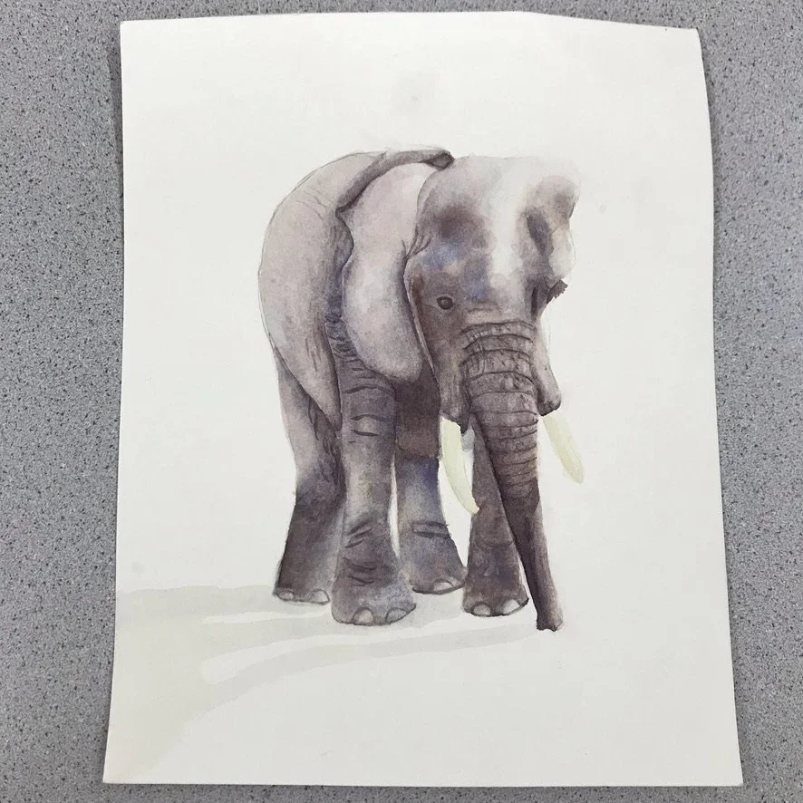 Elephant
