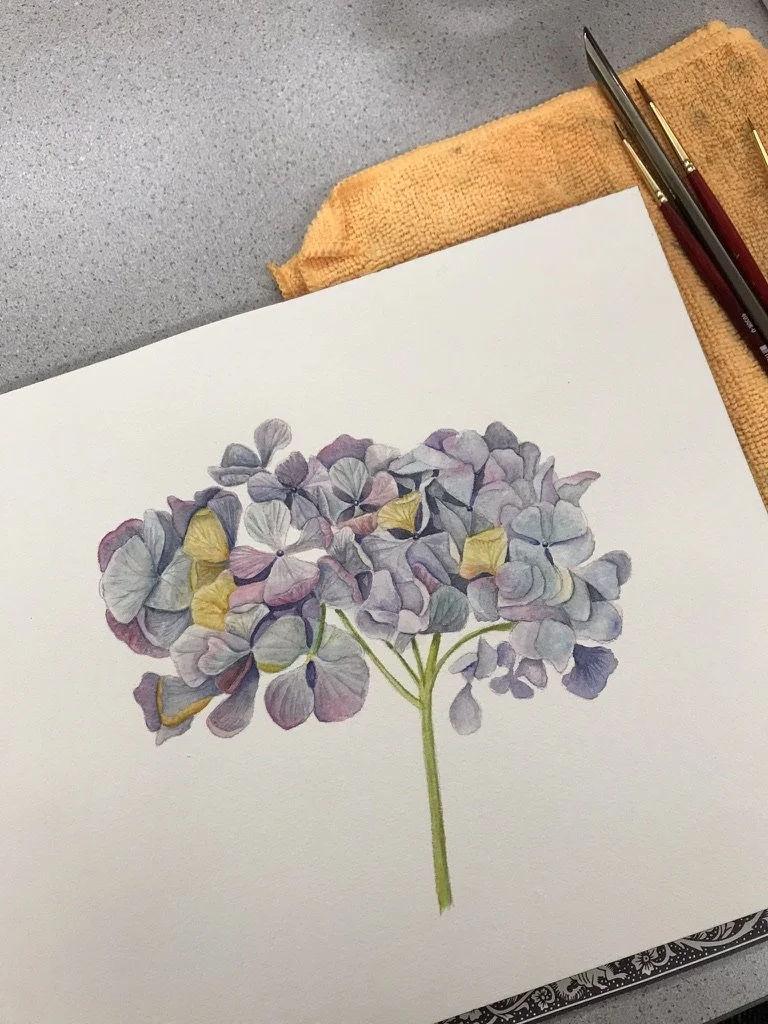 Fall Hydrangea