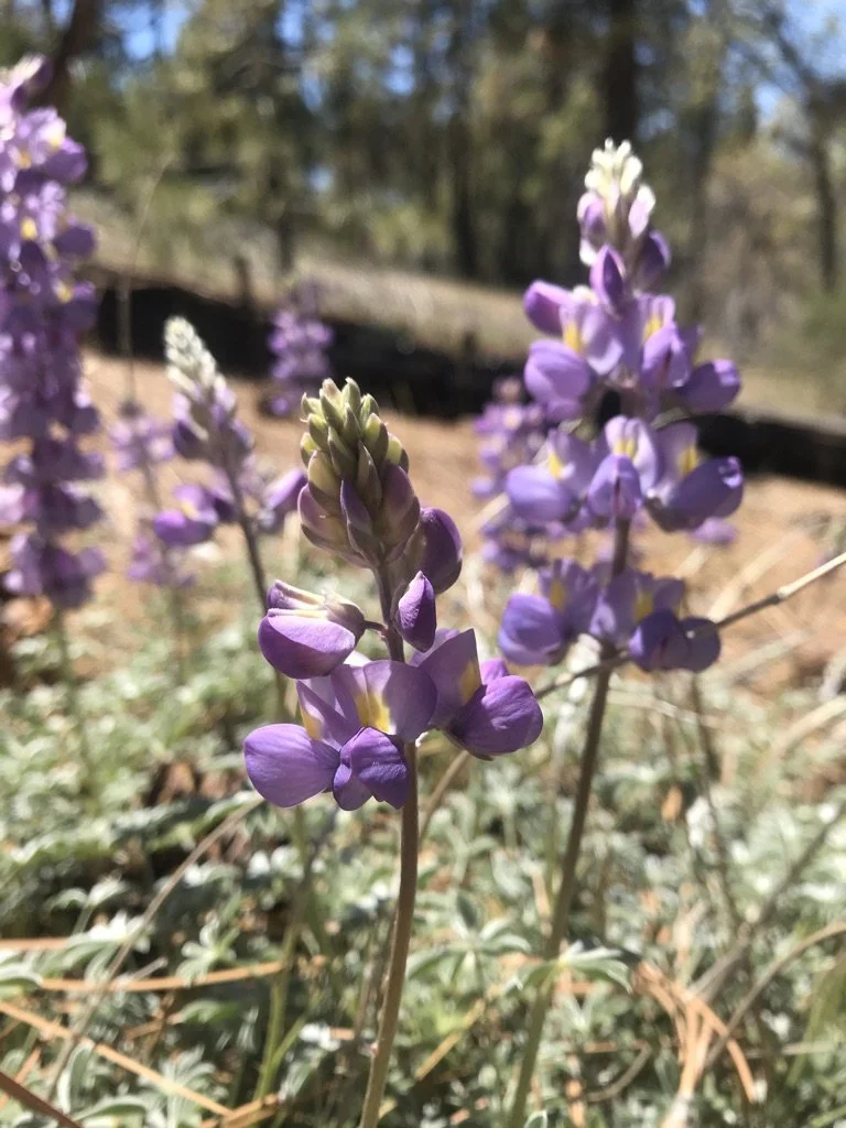 Purple lupine