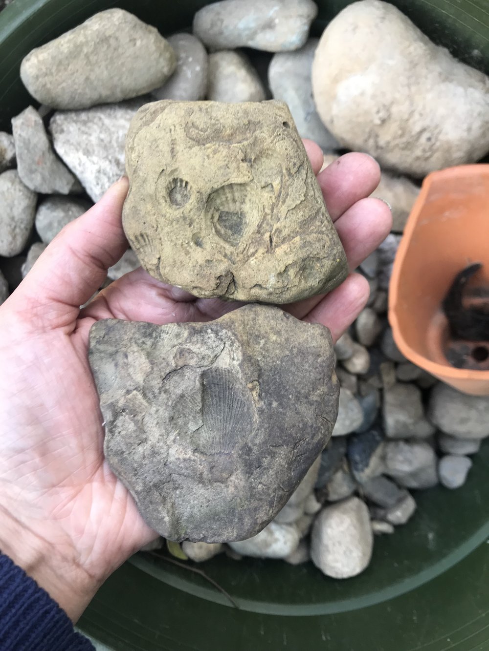 Fossilized Rocks