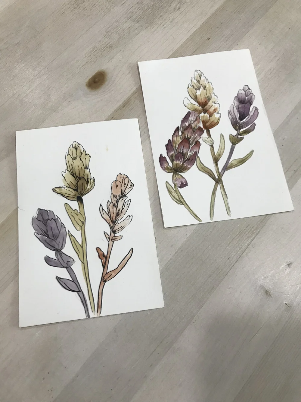 Indian Paintbrush Illustrations