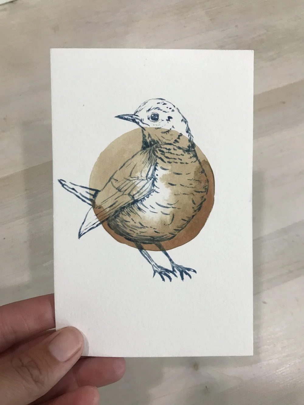 Bird Illustration