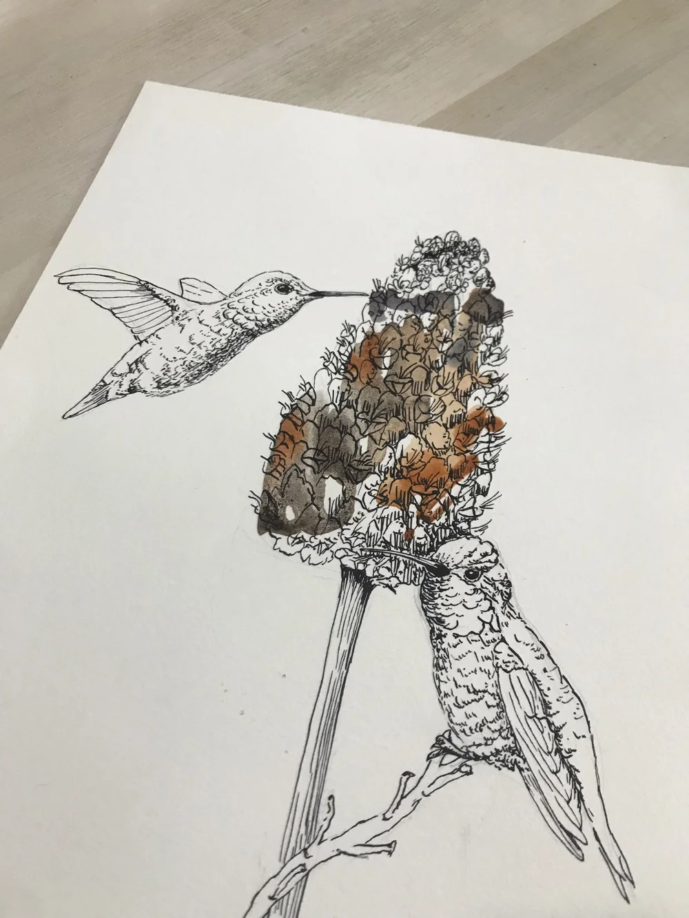 Hummingbirds and Flowers