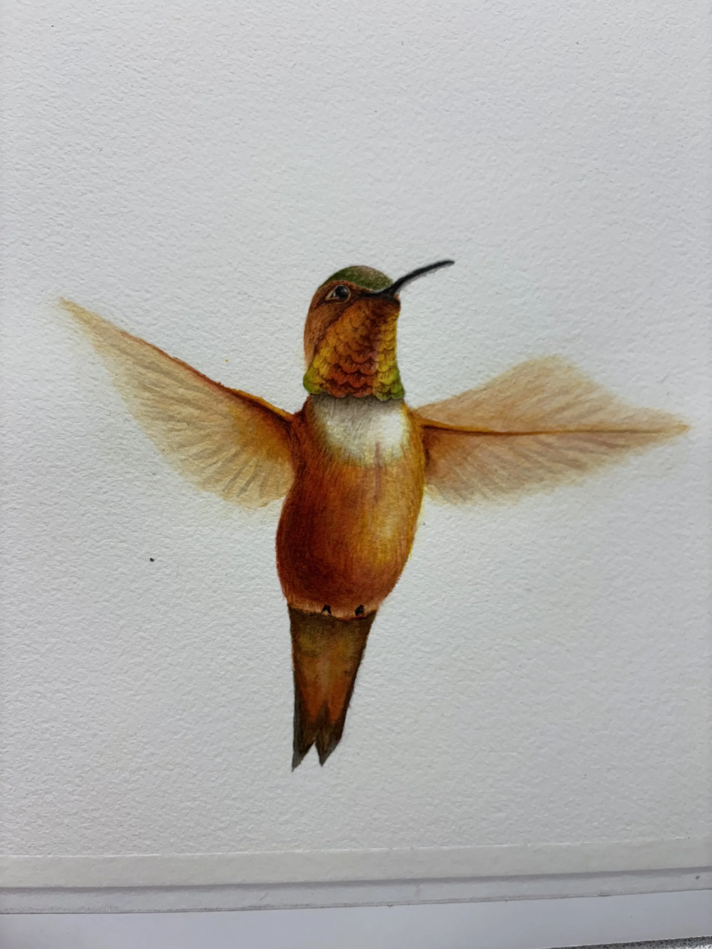 Rufous Hummingbird