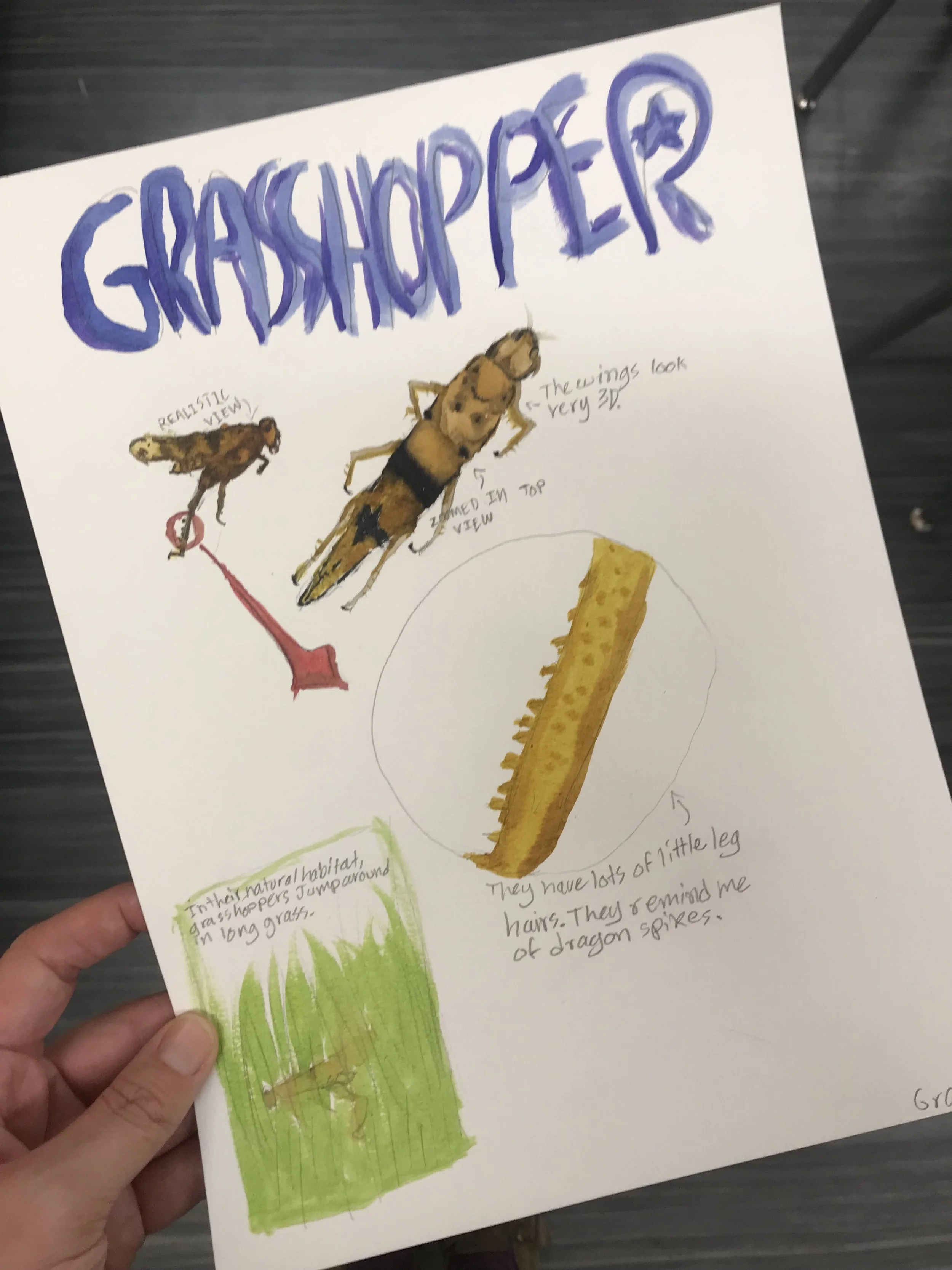 Grasshopper