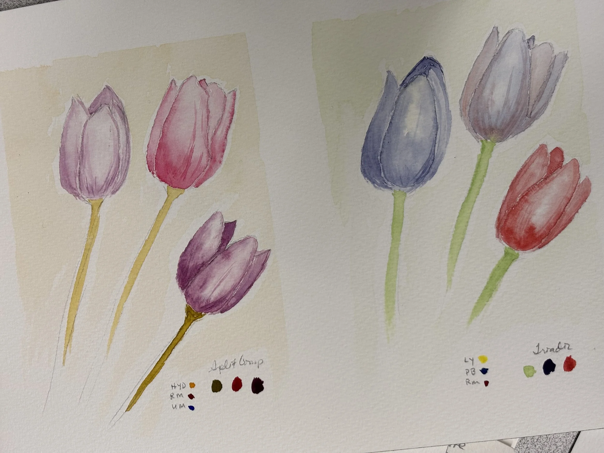 Tulip Study