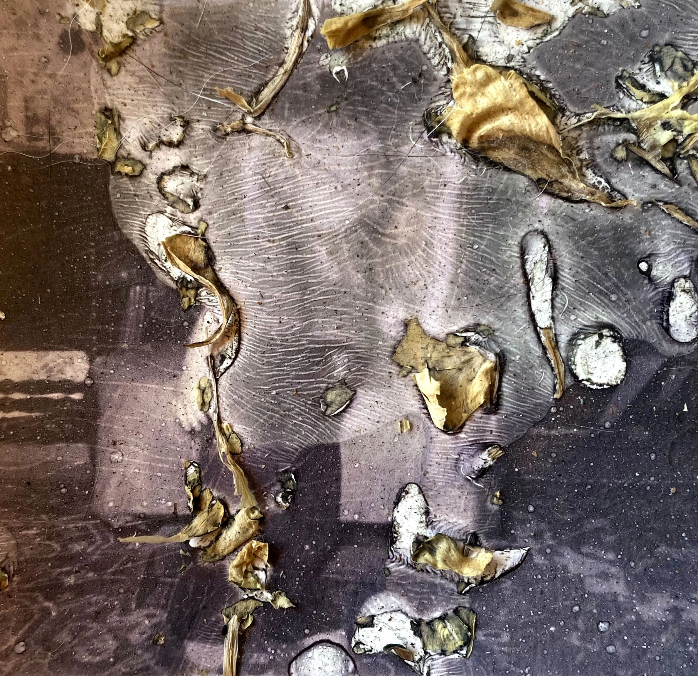 Dried flowers (ongoing)