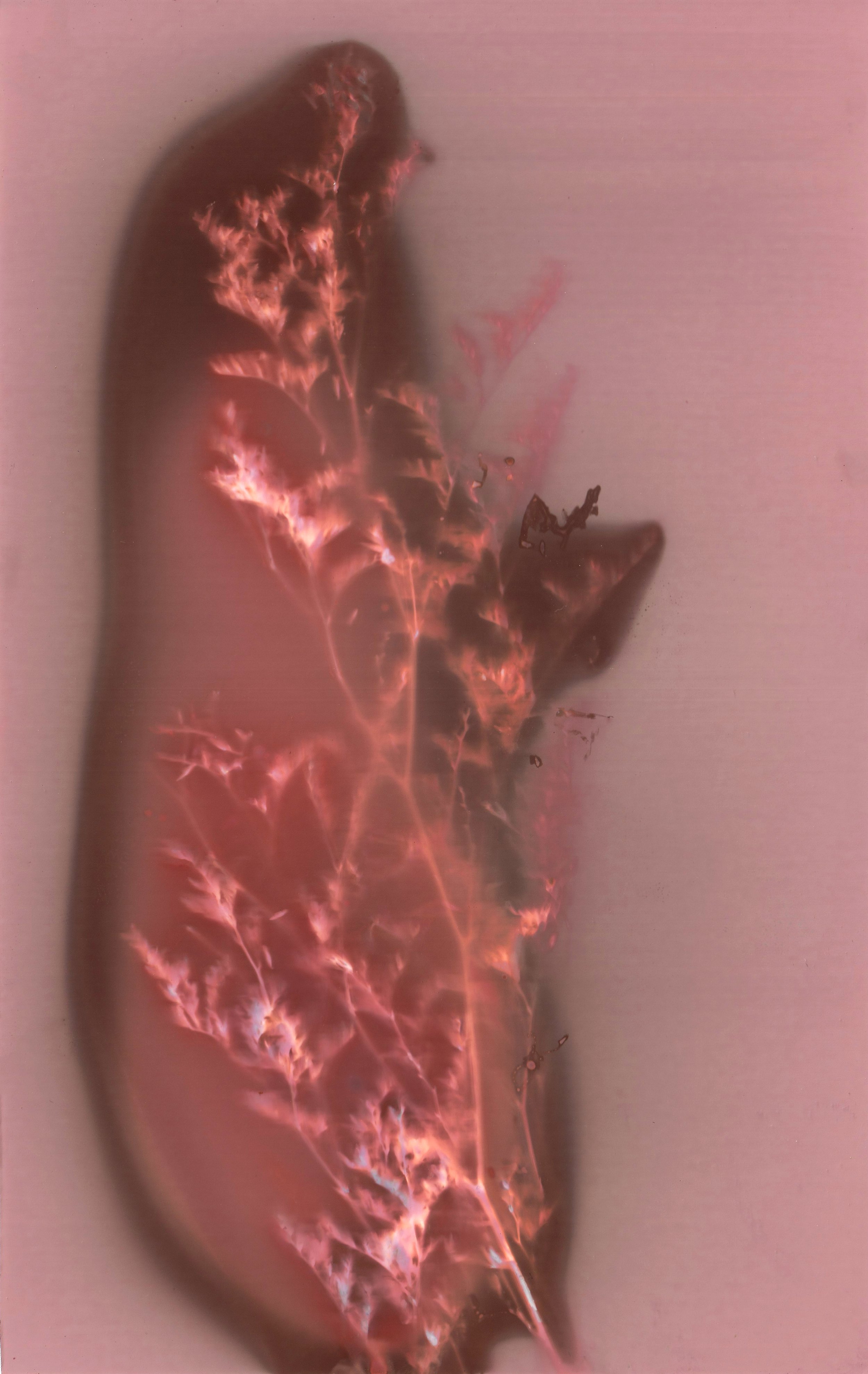 Lumen prints