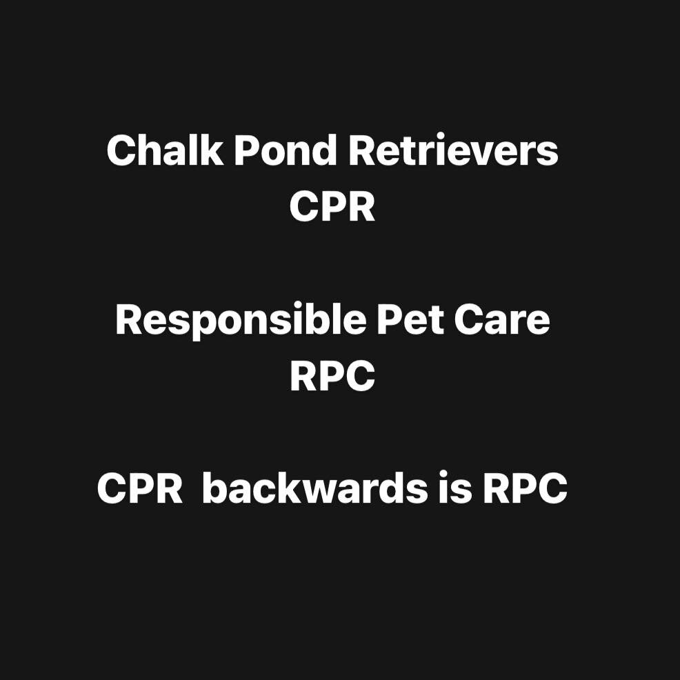 Coincidence or something bigger? When I started CPR I didn&rsquo;t have any connection with RPC, my local animal shelter. 

Then I started volunteering there. Then my instagram account started to grow. Then I started doing $5 Fridays to try get some 