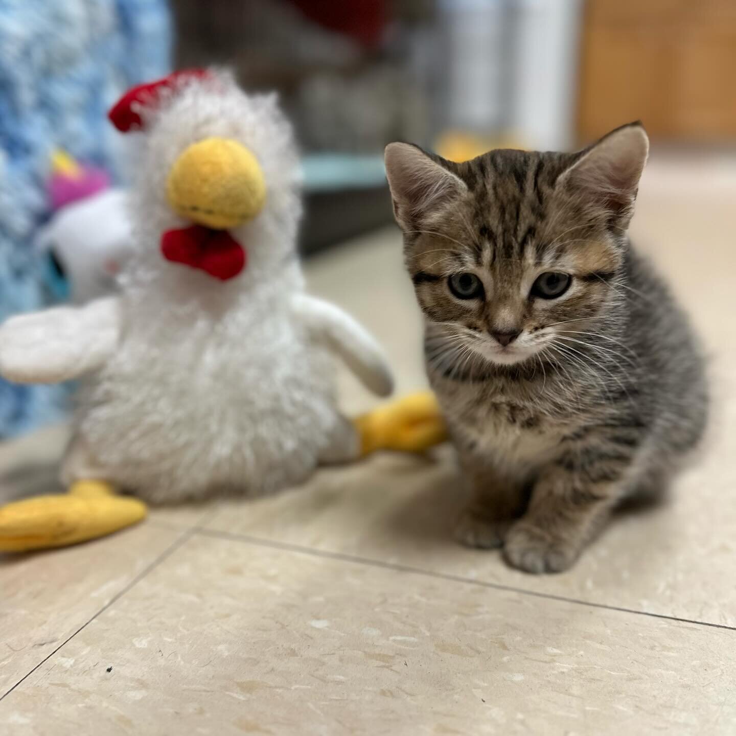 These are just a few of the animals still waiting for their forever homes @responsiblepetcare 😭

When I ask for donations every Friday this is where your money goes. These are the animals you are helping. These animals do not have a home. They are i