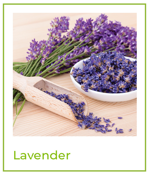 Beck Flavors - Lavender