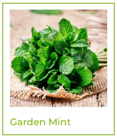 Beck Flavors - Garden Mint