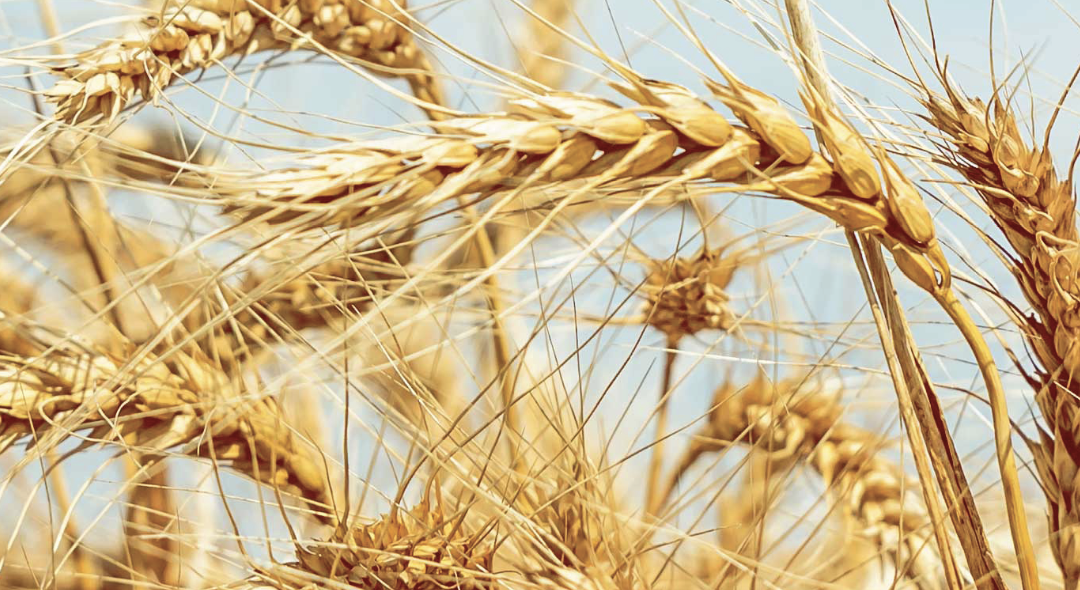 J&K Ingredients - Wheat and baking