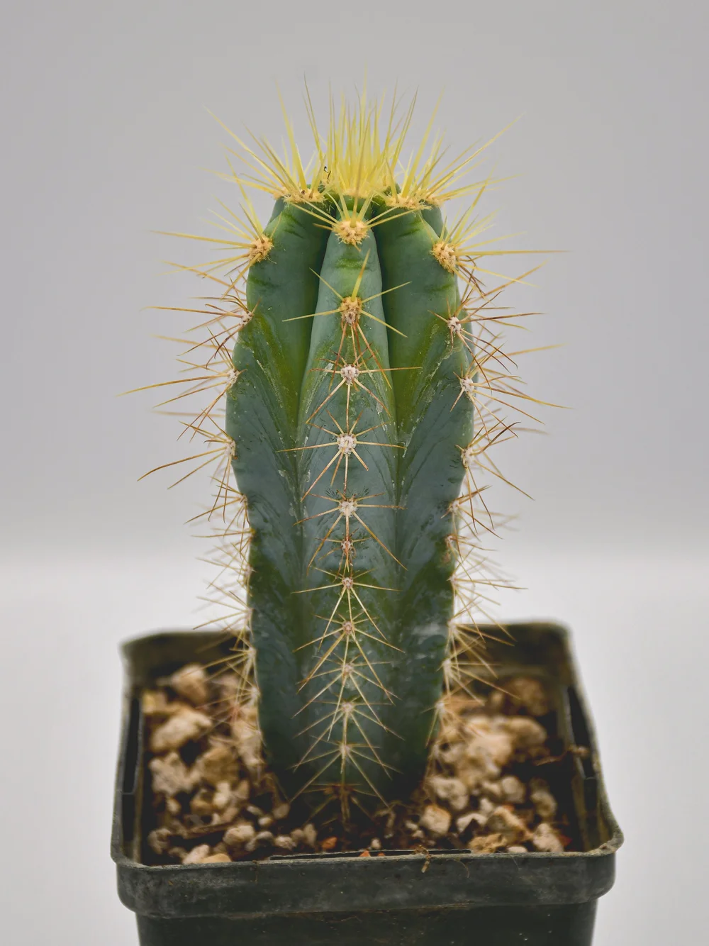 Pilosocereus azureus  Poot's Cactus Nursery