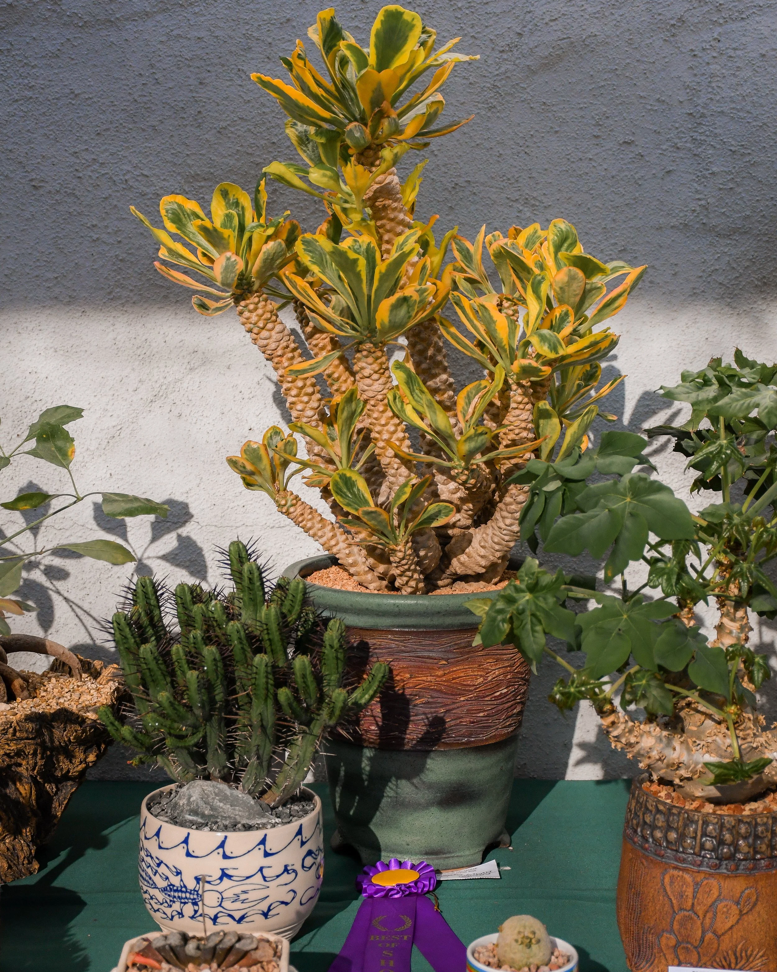 DSC_4227.jpg