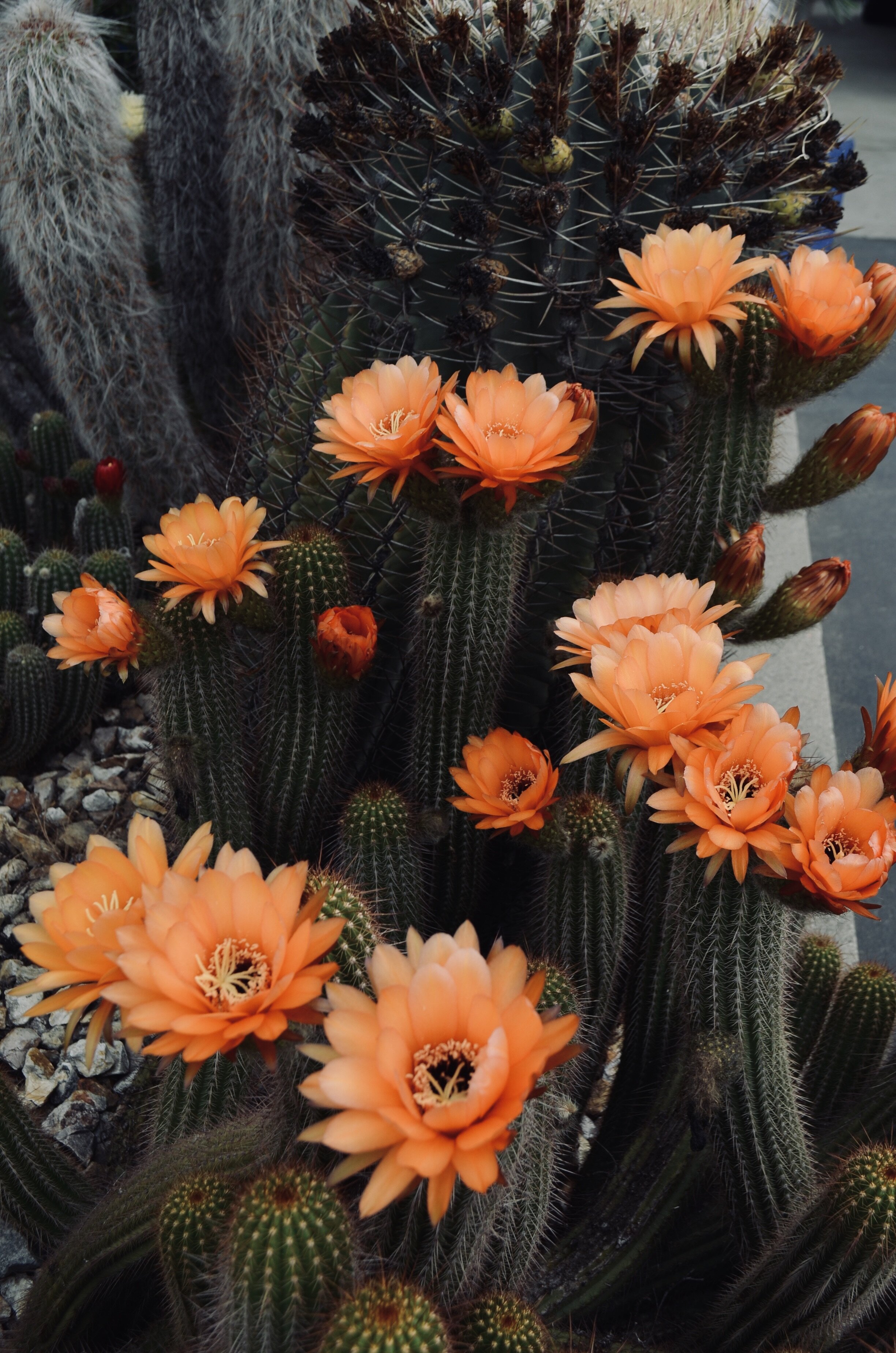 2014
Photographer: Brenda Kramer - Desert Landscape - NOT FOR SALE