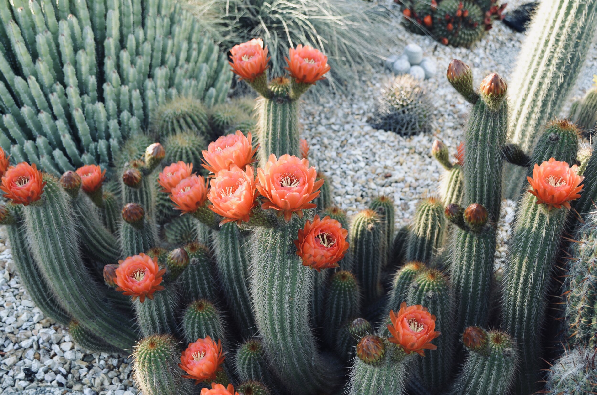 2014
Photographer: Brenda Kramer - Desert Landscape - NOT FOR SALE