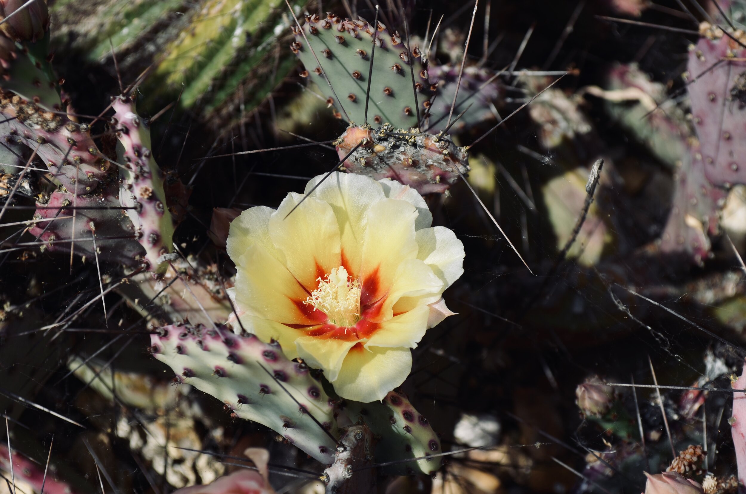 2014
Photographer: Brenda Kramer - Desert Landscape - NOT FOR SALE