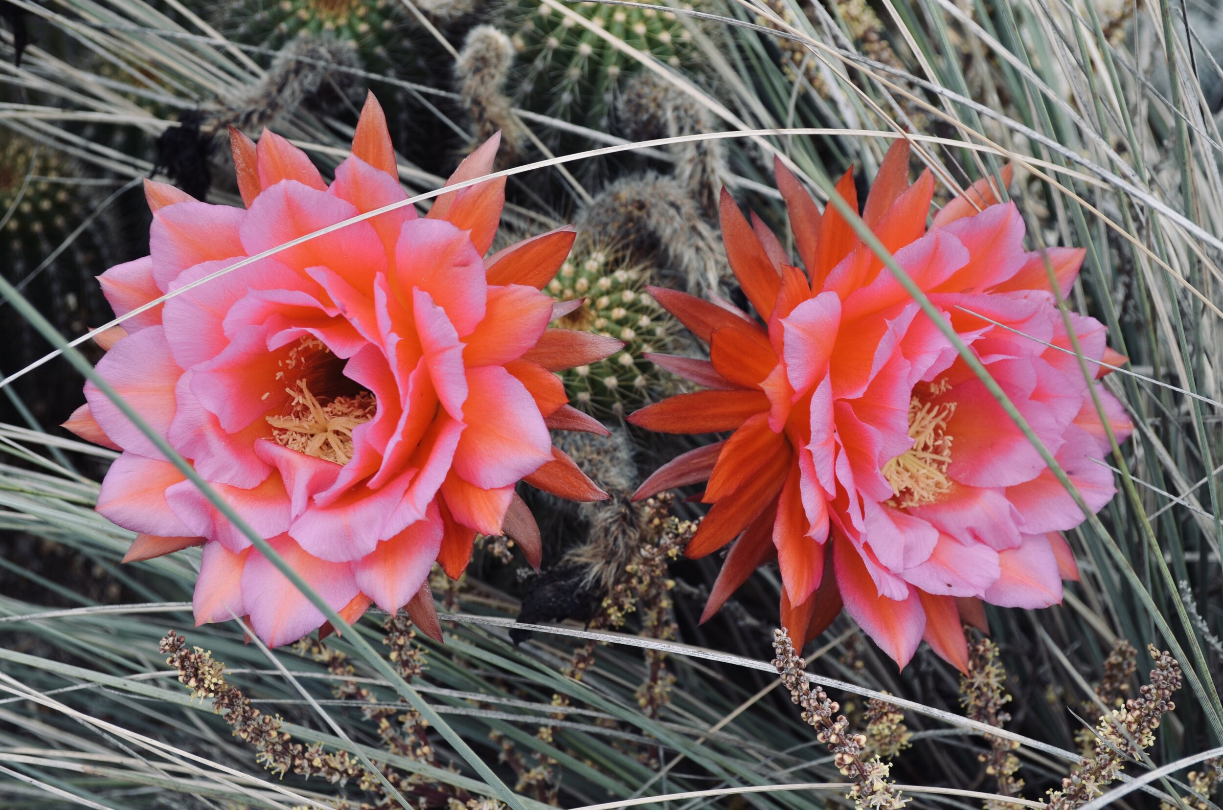 2014
Photographer: Brenda Kramer - Desert Landscape - NOT FOR SALE