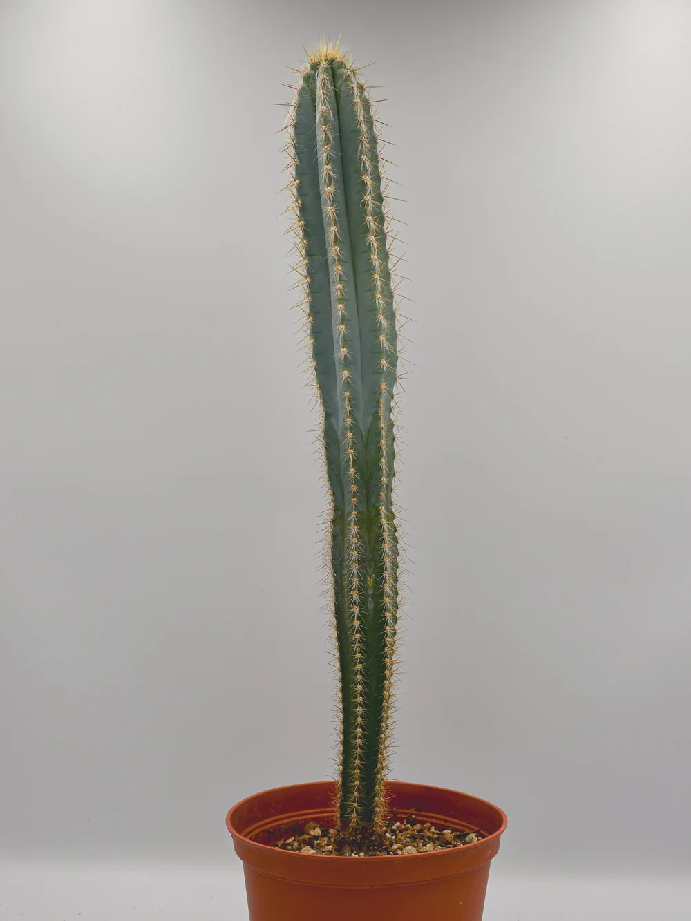 drachenbaum gelbe blätter abschneiden Dracaena Marginata Sunray Drachenbaum Zimmerpflanze Ø17cm kaufen main image 1