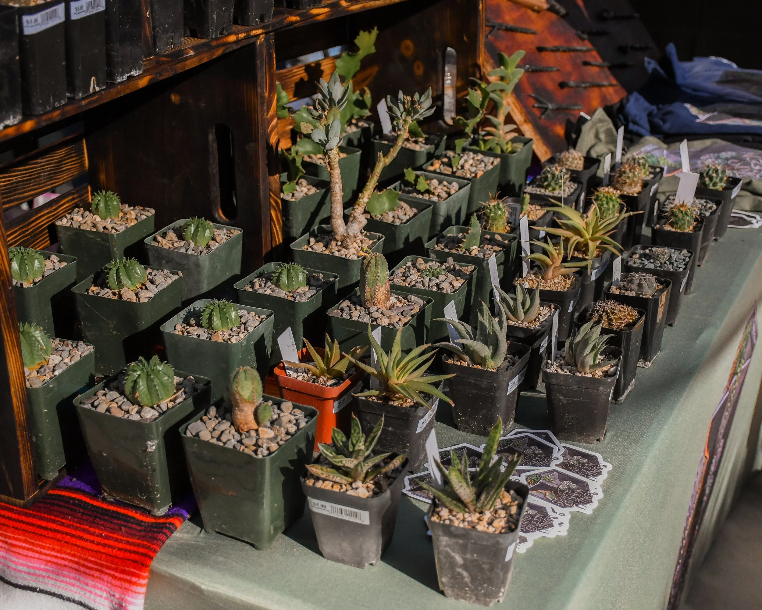 DSC_4580.jpg
