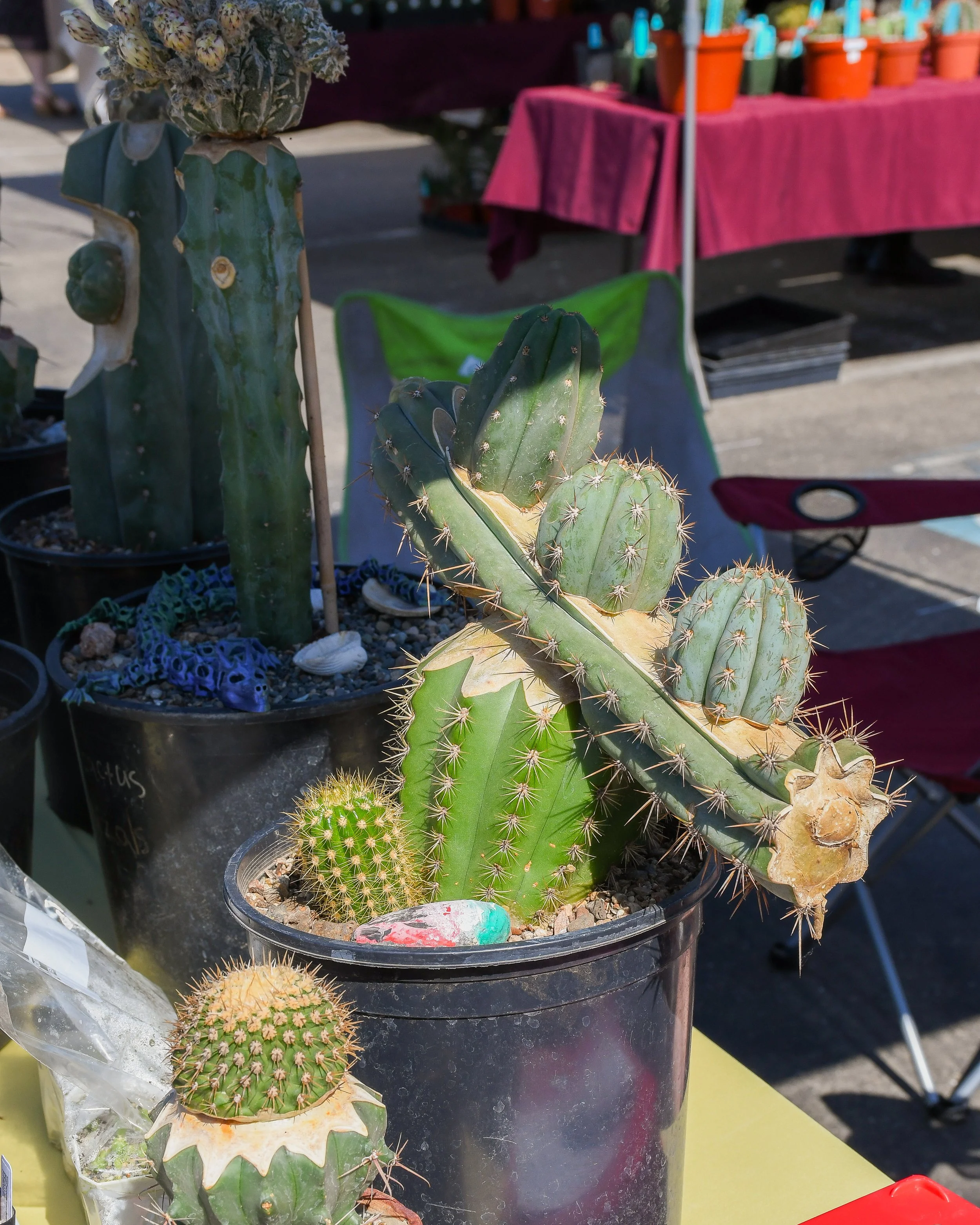 DSC_1425.jpg