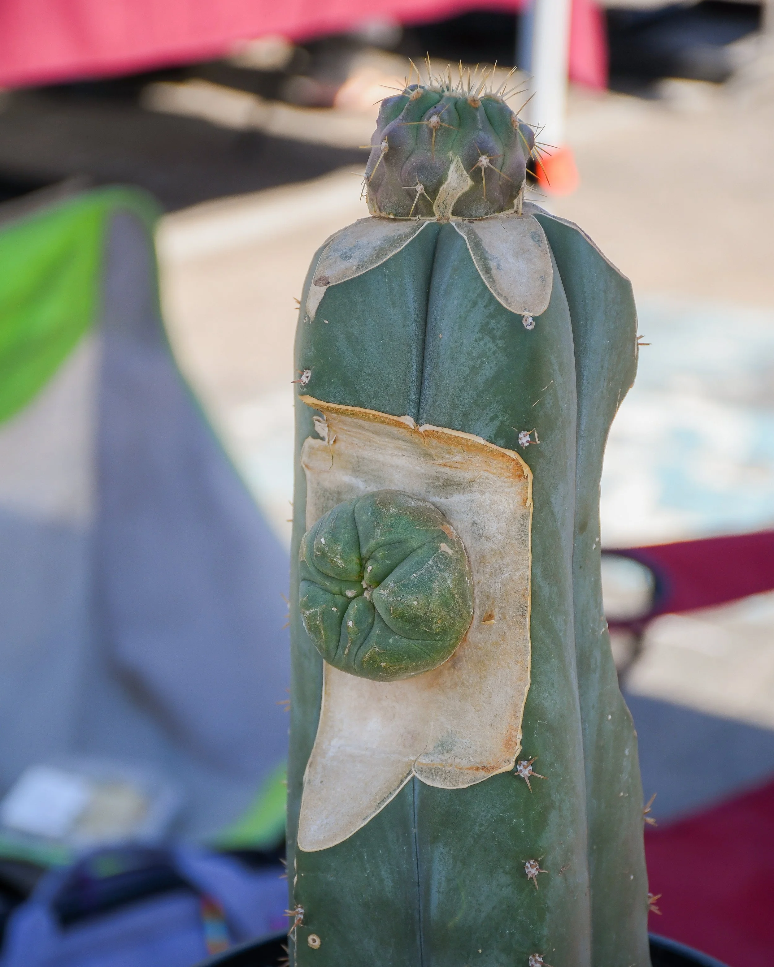 DSC_1432.jpg