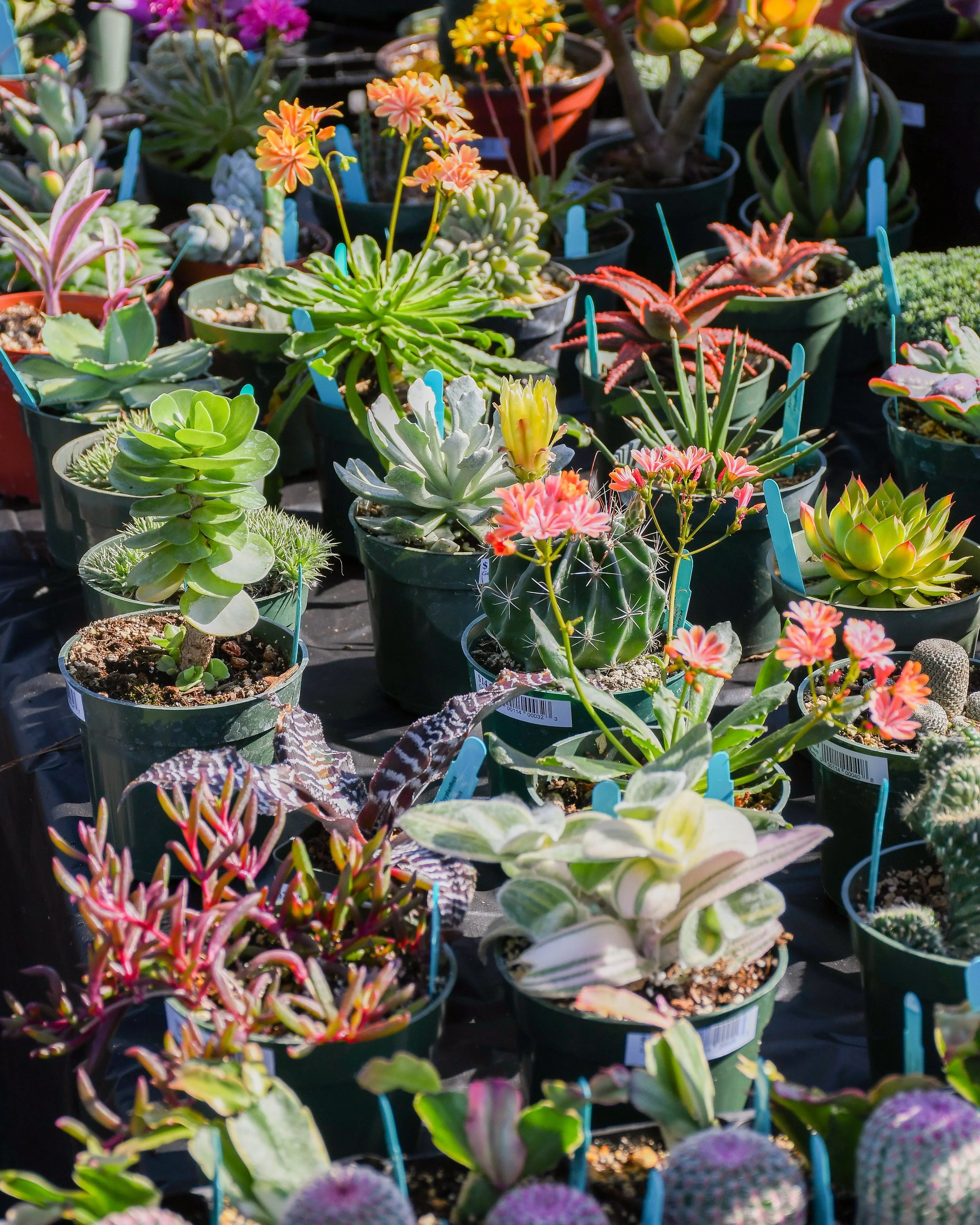DSC_1082.jpg