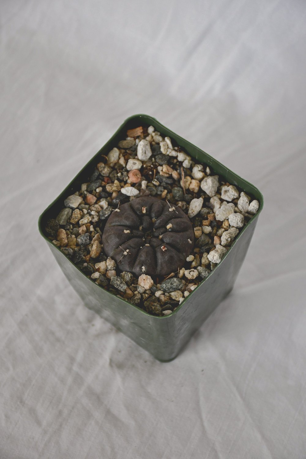 Gymnocalycium dubniorum  Poot's Cactus Nursery
