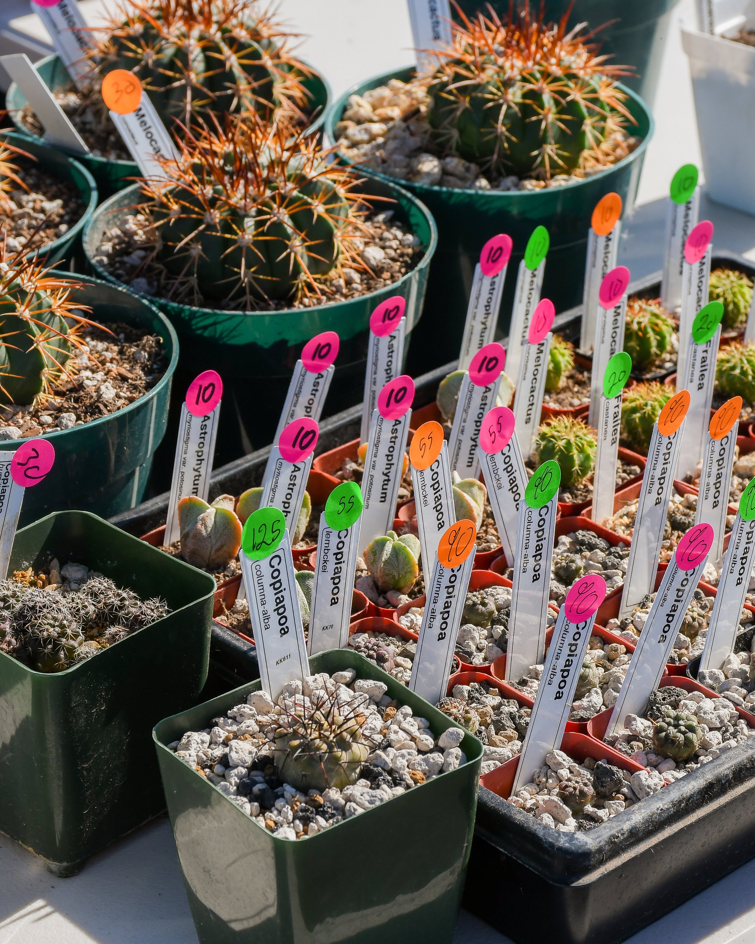 DSC_0878.jpg