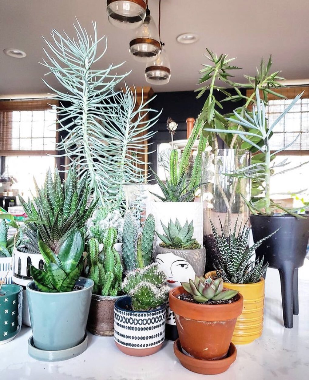 Feature Friday! 📸 
Meet Libby...a fellow plant lover! I could only dream of having a plant collection like hers! Not only does she love plants 🪴 but her home is beautiful and full of color. Go check her out! For more of my favorite photos from @wil