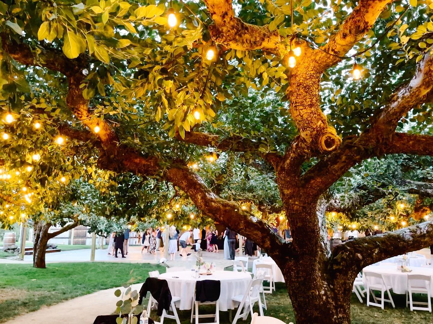 We loved being a part of T + D&rsquo;s celebration under the beautiful trees at the Orchard at Sunshine Hill over the weekend ✨

These two officially tied the knot last year and waited to have their wedding due to the pandemic. It was so special to s