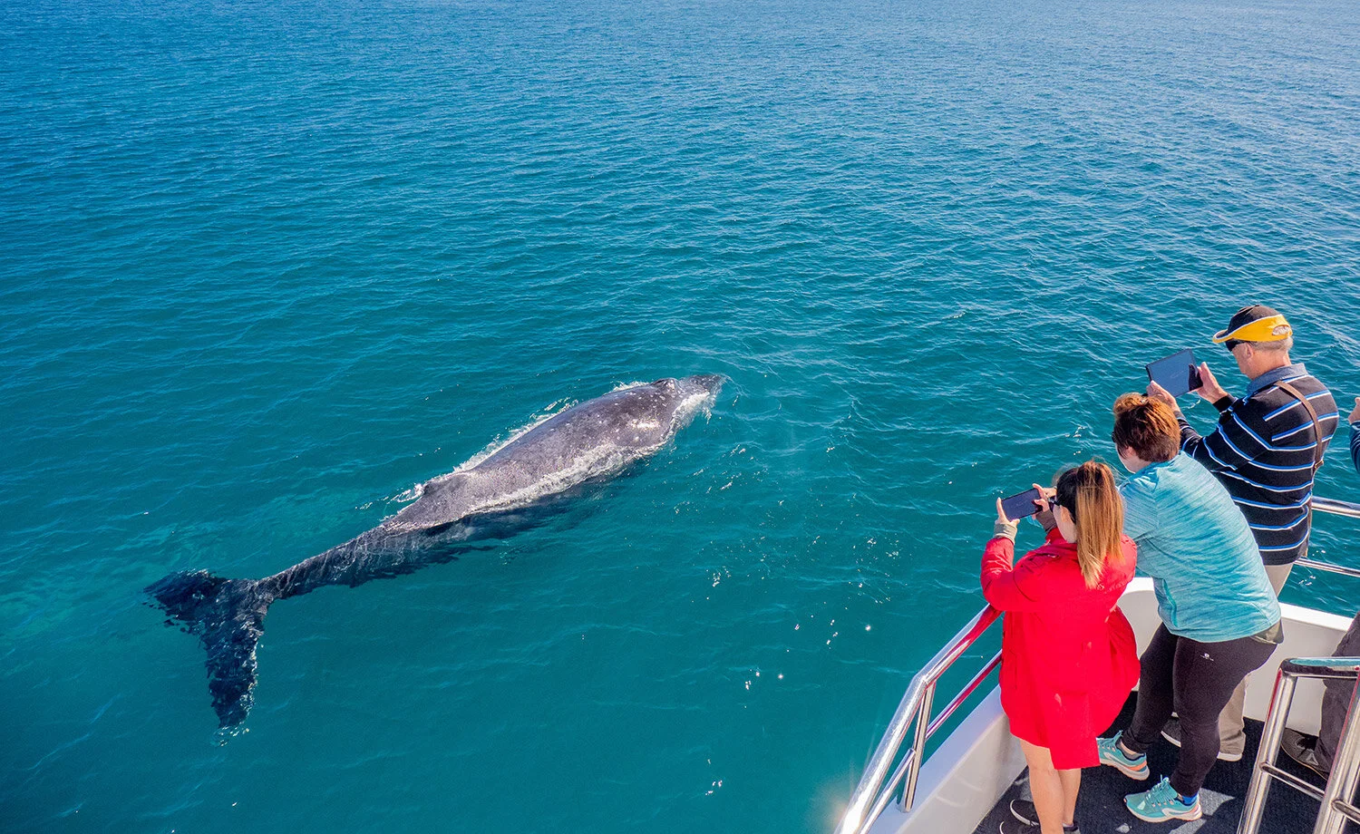 Hervey-Bay_whale_watching.jpg