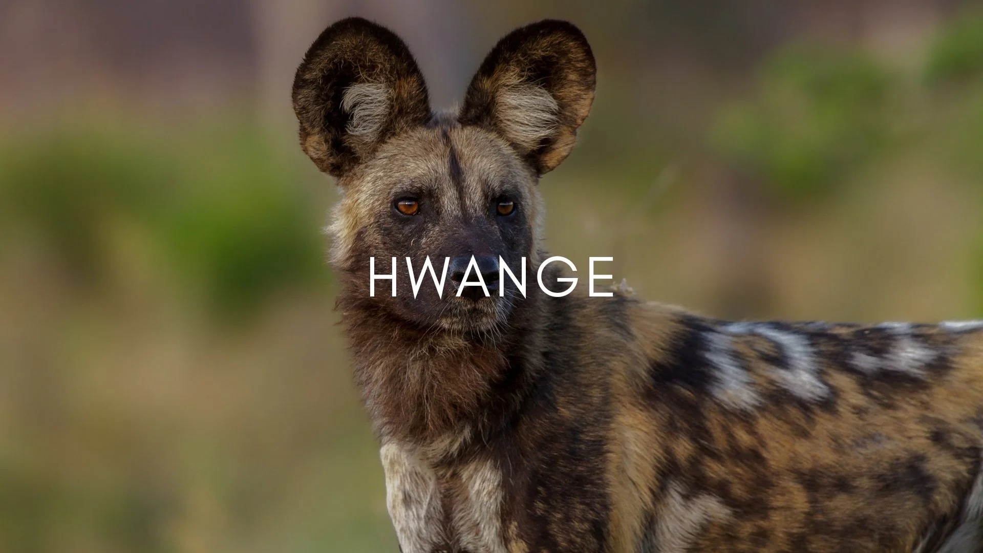 ZIMBABWE MAIN WEBPAGE GRAPHICS 2026.jpg