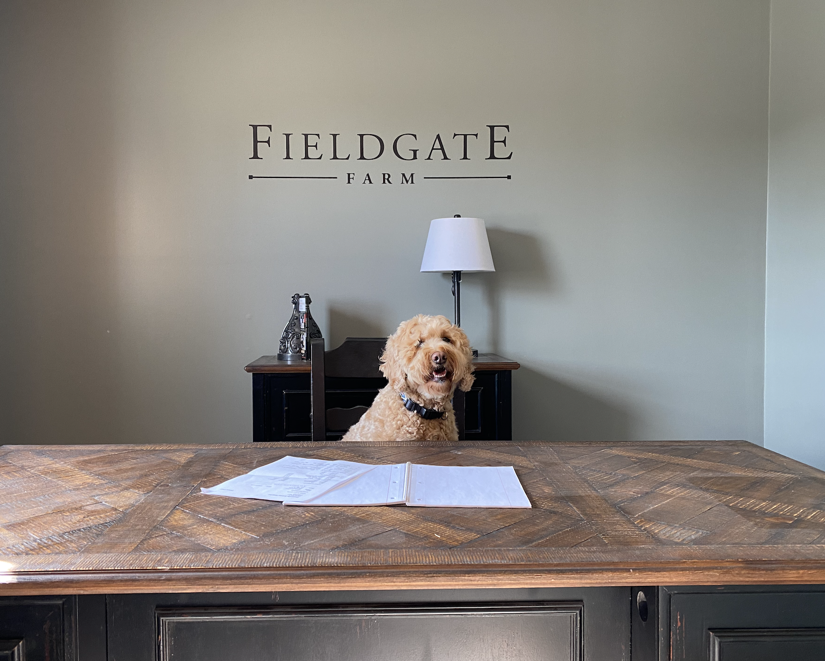 Dog sitting at office chair of The Lodge at Fieldgate Farm Dog Grooming and Boarding near Noblesville Indiana
