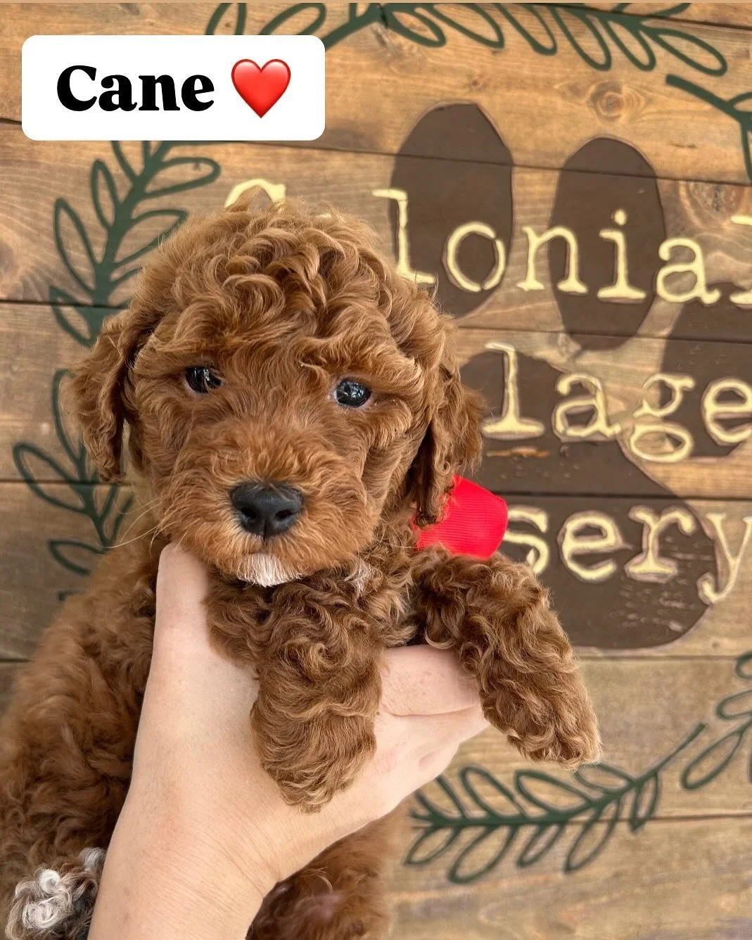 And then there was one&hellip; the last nugget! Cane is ready to go home now! ❤️ he&rsquo;s a mini, topping out at about 15-20 lbs. He&rsquo;s spunky, playful, and a little social butterfly. Cane loves people and loves adventure. We think he thinks h