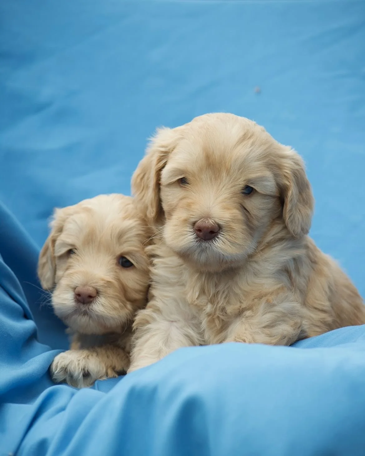 Home for the Holidays 🎁 Medium caramel sisters from our Scout and Spencer litter. These girls have the sweetest personalities.
